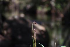 IMG_6208-1024x682