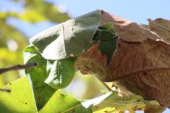 IMG_6284-1024x682