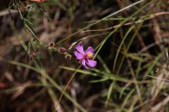 IMG_6289-1024x682