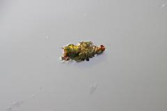 IMG_6719-1024x682