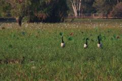 IMG_6893-1024x682