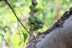 IMG_7043-1024x682