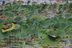 IMG_7343-1024x682