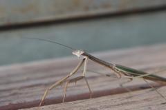 IMG_7710-1024x600