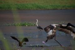IMG_7906-1024x682