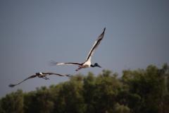 IMG_7909-1024x682