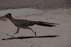 IMG_9309-scaled