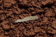 IMG_6559-scaled