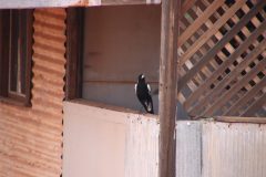 IMG_7437-scaled