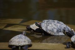 IMG_0084-scaled