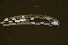 IMG_0086-scaled
