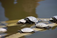 IMG_0093-scaled