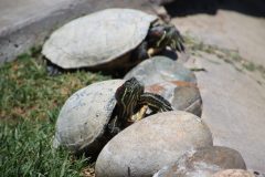 IMG_0098-scaled