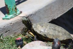 IMG_0131-scaled