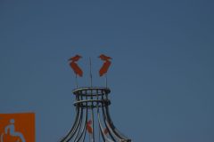 IMG_0487-scaled