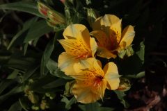 IMG_0731-scaled
