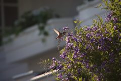 IMG_0811-scaled