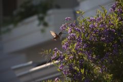 IMG_0825-scaled