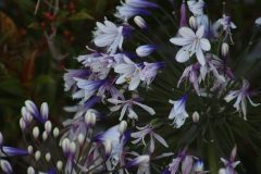 IMG_8551-scaled