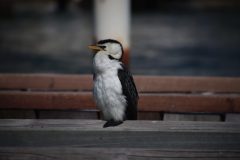 IMG_8573-scaled