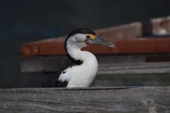 IMG_8578-scaled