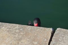 IMG_8597-scaled