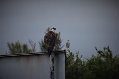 IMG_8905-scaled
