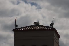 IMG_8996-scaled