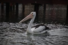 IMG_9062-scaled