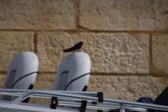IMG_9066-scaled