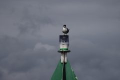 IMG_9116-scaled