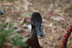 IMG_9203-scaled