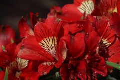 IMG_9258-scaled