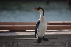 IMG_9266-scaled