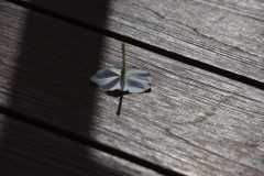 IMG_9278-scaled