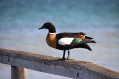 IMG_1384-scaled