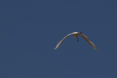 IMG_8162