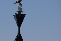 IMG_8251