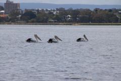 IMG_2369-1024x682