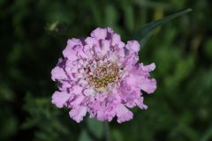IMG_5368-scaled
