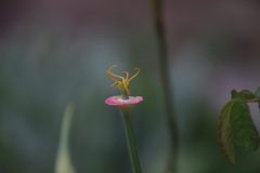 IMG_5371-scaled