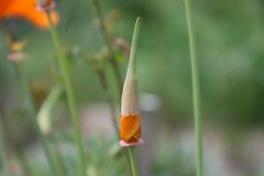 IMG_5374-scaled