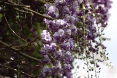 IMG_5410-scaled