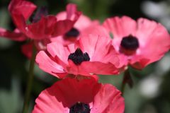 IMG_5425-scaled