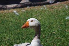 IMG_0687-scaled