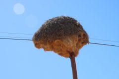 IMG_0727-scaled