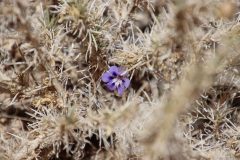 IMG_0739-scaled