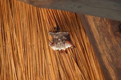 IMG_0417-scaled