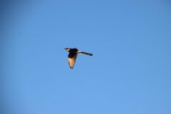 IMG_0474-scaled
