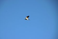 IMG_0476-scaled